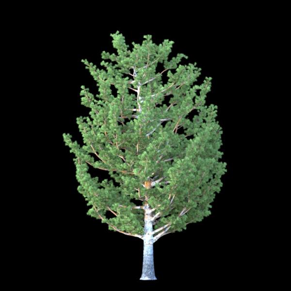 درخت کاج Tree - دانلود مدل سه بعدی درخت کاج Tree - آبجکت سه بعدی درخت کاج Tree - دانلود آبجکت سه بعدی درخت کاج Tree -دانلود مدل سه بعدی fbx - دانلود مدل سه بعدی obj -PinusCembra 3d model free download  - PinusCembra 3d Object - PinusCembra OBJ 3d models - PinusCembra FBX 3d Models - 